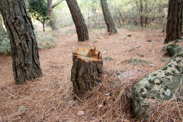 How Our Tree Care Process Works  in  Columbus, TX